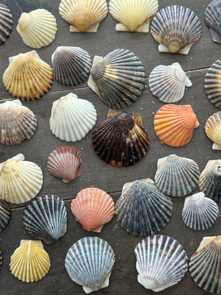 The Story of the Scallop Shell - New Englander Collection